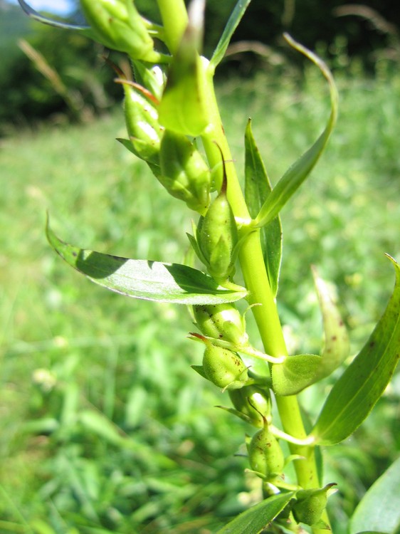 Digitalis lutea